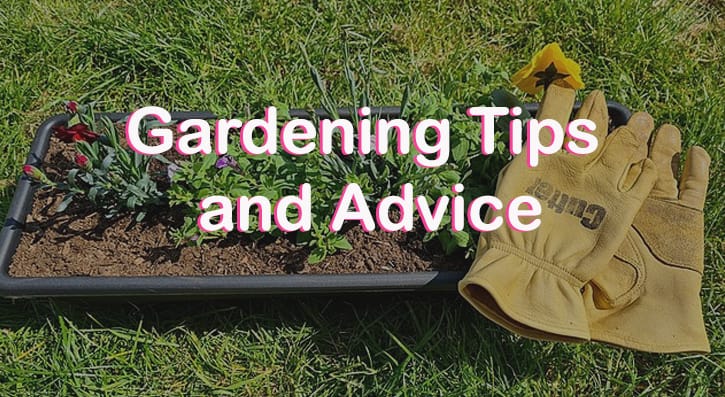 Gardening Tips and Advice